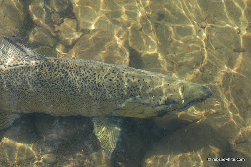 king salmon, salmon river, ny