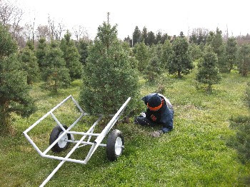 Cutting our own tree at Honeybee Acres, Elgin, IL