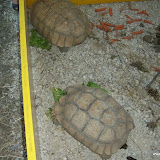 foto fiera animali a bagnaia