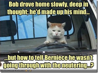 funny-pictures-cat-does-not-want-to-get-neutered