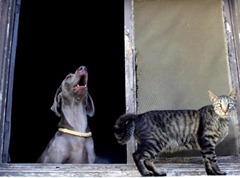 howling dog and unimpressed cat
