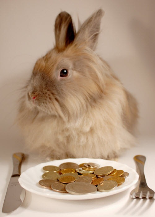 [Rabbit eating coins 500x700[3].jpg]