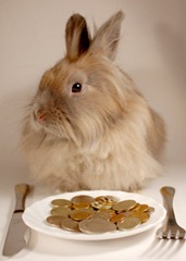Rabbit dining on ROI