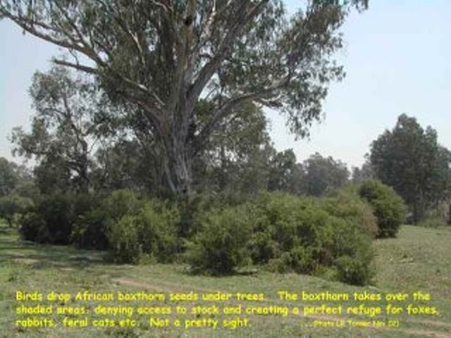 [African boxthorn xpatch under tree Bingara Common 5 Nov 02-759775[3].jpg]