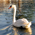 Swan