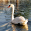 Swan