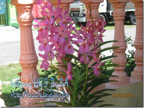 pink-orkid-ori pink-orkid-ori