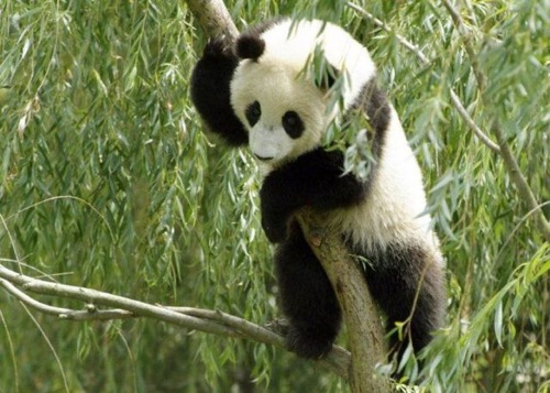 a panda cat