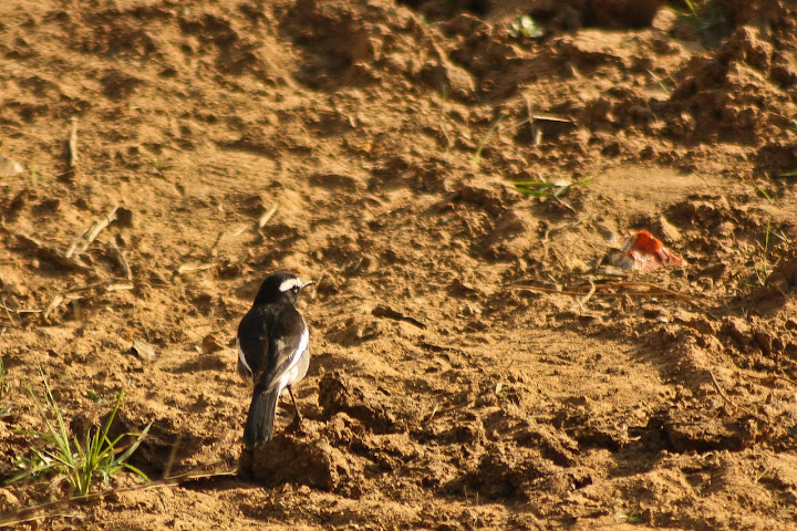 Pied Wagtail