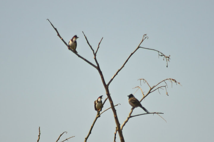Bulbuls