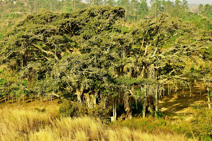 Banyan Tree