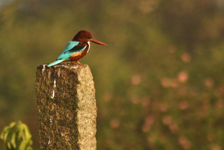 White Throated KingFisher