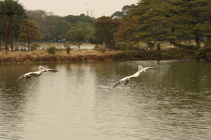 Lalbagh Lake View with Flying Pelicans