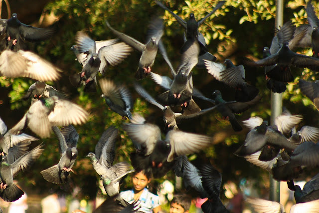 Ferel Pigeon Ferel Pigeon