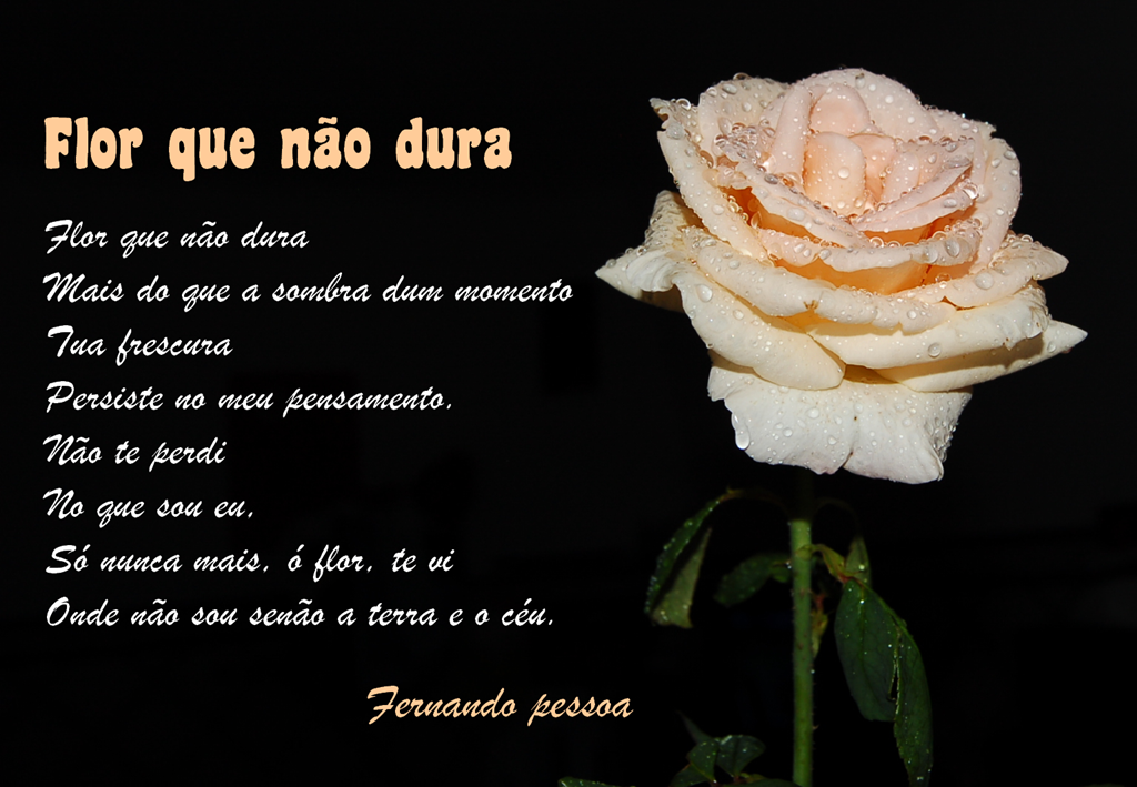 [FlorQueNãoDura[5].png]