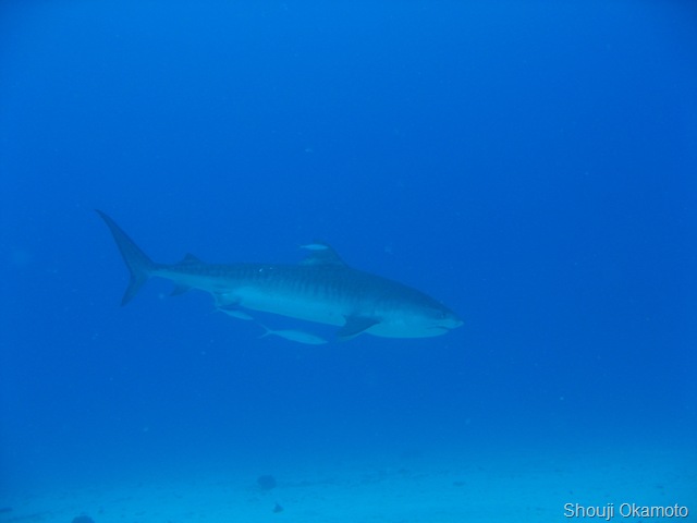 [Hawaii Tiger Shark Shouji3[9].jpg]