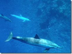 イルカと泳ぐツアーはハワイ島 イルカと泳ぐツアーはハワイ島