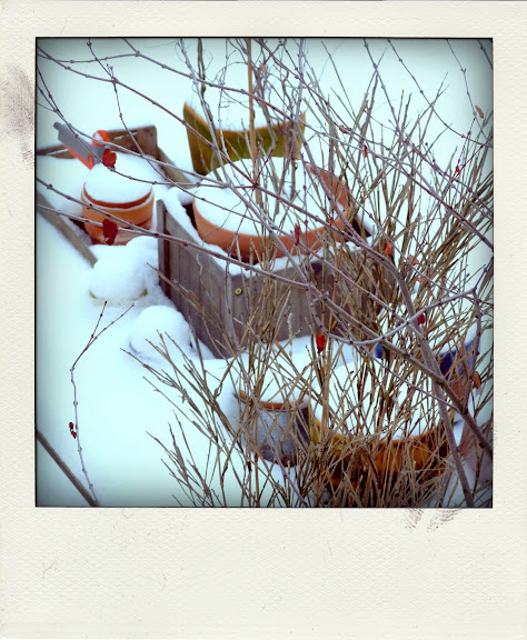 http://lh4.ggpht.com/_MN_0wch910s/S0rbxcAUQNI/AAAAAAAAEJk/cEtLfjR6WVY/s576/P1000396-pola02.jpg