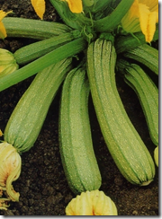 Carpione di zucchini e uova