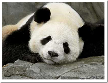 sleepy panda