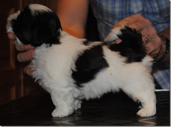 lhasa 2