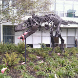 The T-Rex is hungry today