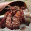 Giant hermit crab