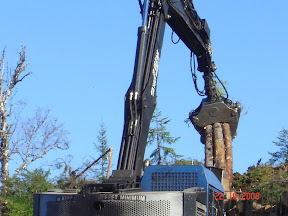 Forestry-Bunching