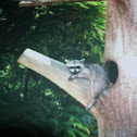Raccoon