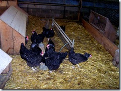 2010.09.04-037 conservatoire de poules anciennes