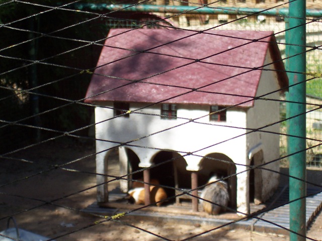 [2010.09.04-016 village des cochons d'Inde[2].jpg]