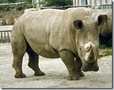 rhinocéros blanc du Nord