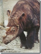 rhinocéros de Sumatra
