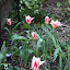 Dwarf Tulips