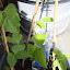 Bean 'Scarlet Runner Bean'