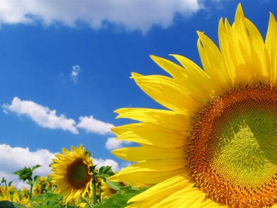 sol2 sol2