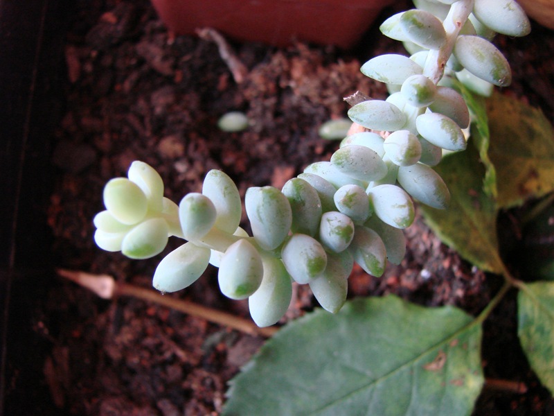 [Plantas2[5].jpg]
