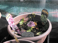 Heuchera030610
