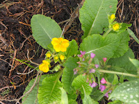 Primrosegoldcdr041010