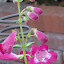 Penstemon 'Cathedral Hot Rose'