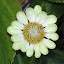 Zinnia 'Envy'