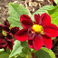 Dahlia