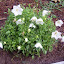Campanula - Bellflower - "White Clips"