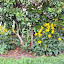 Rudbeckia fulgida - Black-Eyed Susan - "Goldstrum"