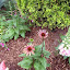 Echinacea - Coneflower - 'Katie Saul' aka 'Summer Sky'