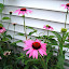 Echinacea purpurea - Coneflower - 'Rubinstern (Ruby Star)'