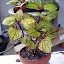 Solenostemon scutellarioides - Coleus - "Fishnet Stockings"