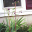 Aquilegia vulgaris - Columbine - "Black Barlow"