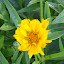 Coreopsis - Tickseed - 'Early Sunrise'