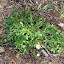 Chrysanthemum leucanthemum - Oxeye Daisy